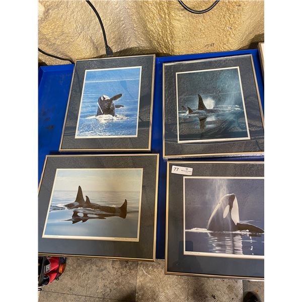 Four Orca Whale Photographs - 16.5 x 13