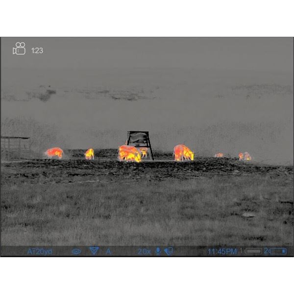 Texas Thermal Hog Hunt