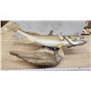 Image 2 : Large mounted Walleye, on driftwood - 30"W x 20.5"H