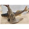 Image 4 : Large mounted Walleye, on driftwood - 30"W x 20.5"H
