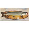 Image 1 : Huge mounted Northern Pike, on wood - 41" Total w & 32" fish W