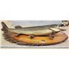 Image 2 : Huge mounted Northern Pike, on wood - 41" Total w & 32" fish W