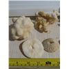 Image 2 : Lot of Coral pieces/samples