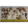 Image 1 : Lot of Assorted Unique and pretty seashells