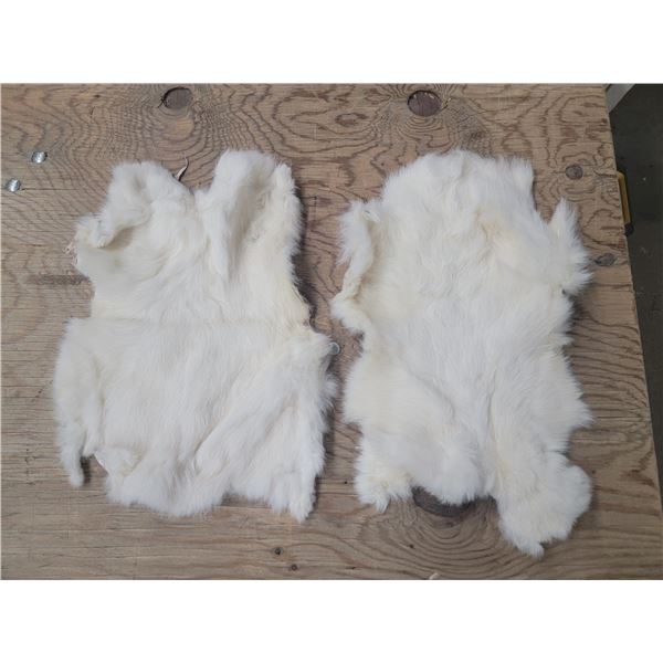 2 white rabbit pelts