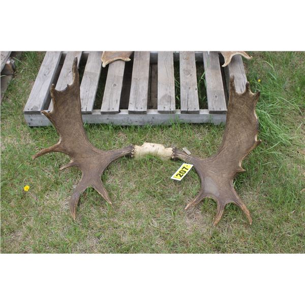 Moose antlers c/w tag