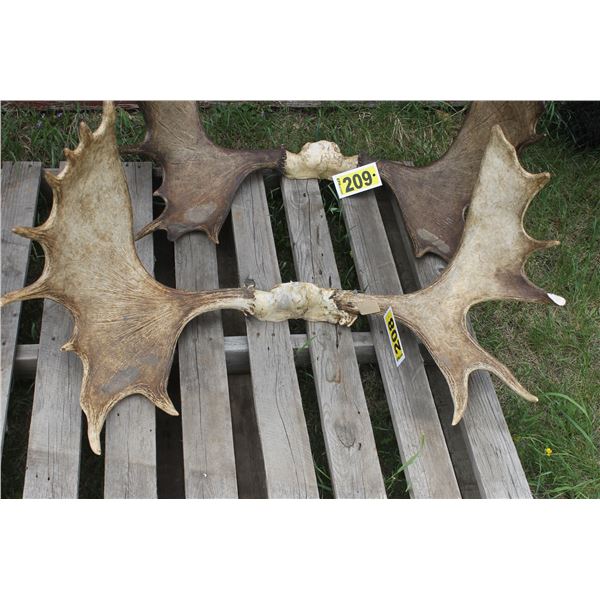Moose antlers c/w tag