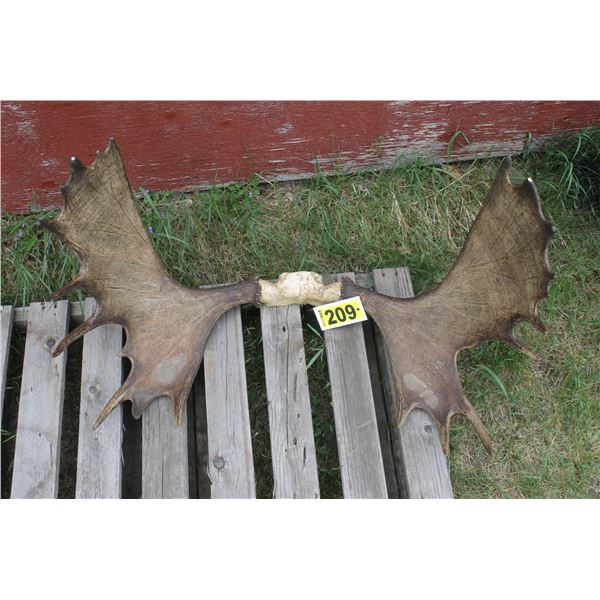 Moose antlers c/w tag