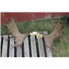 Image 1 : Moose antlers c/w tag