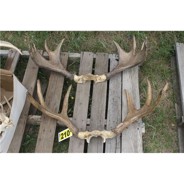 2- Sets of antlers