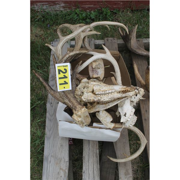 Various Antlers and skull