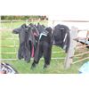 Image 1 : 5- Various wet suits