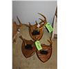 Image 1 : 3- Sets of antlers