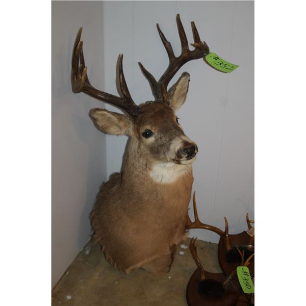 Deer head mount