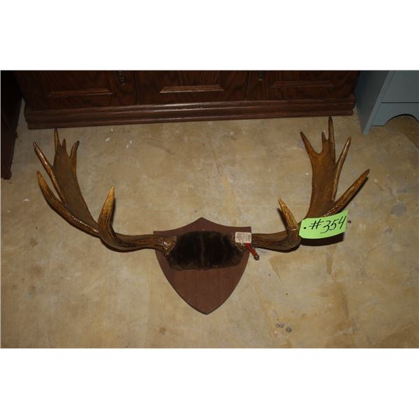 Set of antlers c/w tag