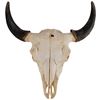 Image 1 : Huge Buffalo Skull With Horn Tips