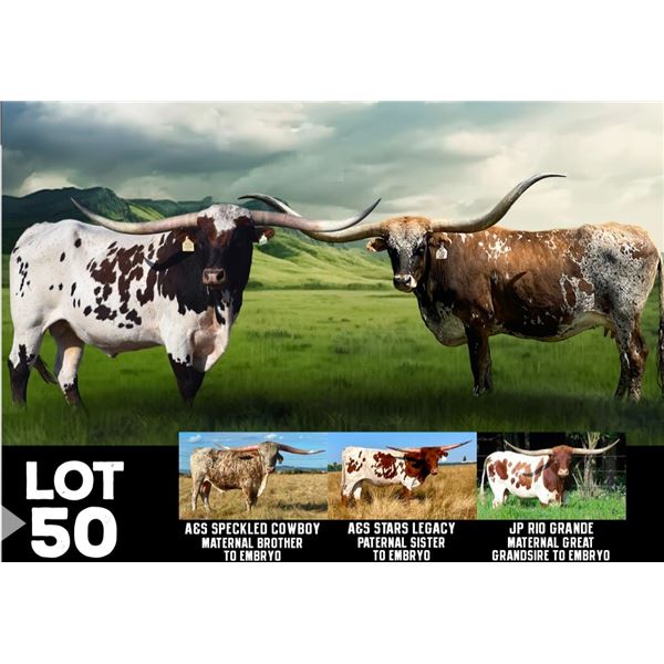 WSR CHLOE x RIM STAR DC EMBRYO (In recip longhorn)