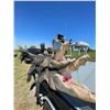 Image 9 : GOD'S COUNTRY: 2-Day/3-Night American Alligator Hunt for Two Hunters in Florida