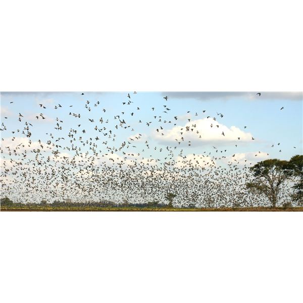 BOLIVIAN ADVENTURES: 3-Day/3-Night High-Volume Dove Hunt for Four Hunters in Argentina