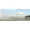 Image 1 : BOLIVIAN ADVENTURES: 3-Day/3-Night High-Volume Dove Hunt for Four Hunters in Argentina