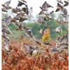 Image 2 : BOLIVIAN ADVENTURES: 3-Day/3-Night High-Volume Dove Hunt for Four Hunters in Argentina