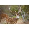 Image 2 : JL BAR: 4-Day/3-Night Axis Deer Hunt for Two Hunters in Sonora, Texas