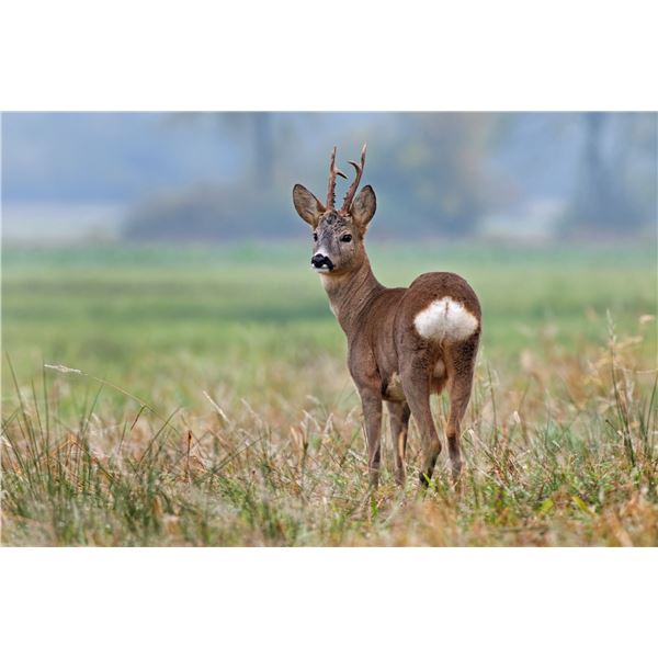 CAZATUR: 5-Day/4-Night European Roe Deer Hunt for One Hunter and One Non-Hunter in Spain