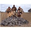 Image 2 : RIVER PLATE: 4-Day/3-Night Pigeon, Dove and Perdiz Wingshooting Hunt for Two Hunters in Uruguay