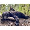 Image 1 : FLYING B: 5-Day/6-Night Black Bear Hunt for Two Hunters in N. Central Idaho