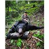 Image 2 : FLYING B: 5-Day/6-Night Black Bear Hunt for Two Hunters in N. Central Idaho