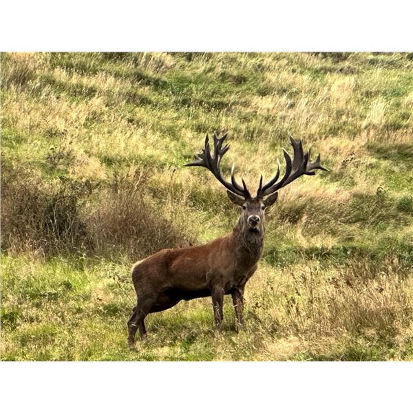 FOUR SEASONS: 5-Day/4-Night Red Stag Hunt for Two Hunters in New Zealand