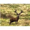 Image 1 : FOUR SEASONS: 5-Day/4-Night Red Stag Hunt for Two Hunters in New Zealand