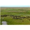 Image 2 : MARROMEU: 10-Day/12-Night Cape Buffalo Hunt for One Hunter and One Non-Hunter in Mozambique