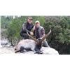 Image 1 : SALVA MONFORTE: 6-Day/5-Night Beceite Ibex Hunt for One Hunter in Spain