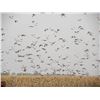 Image 2 : ESTANCIA LA CRIOLLA: 5-Day/4-Night High-Volume Dove Hunt for Six Hunters in Santa Fe, Argentina
