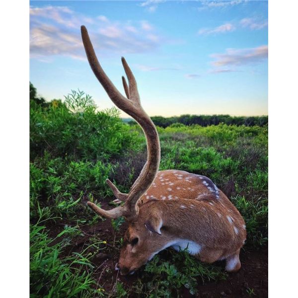 FIELD ETHOS: 2-Day/3-Night Axis Deer Hunt for One Hunter with Don Jr. in Hawaii