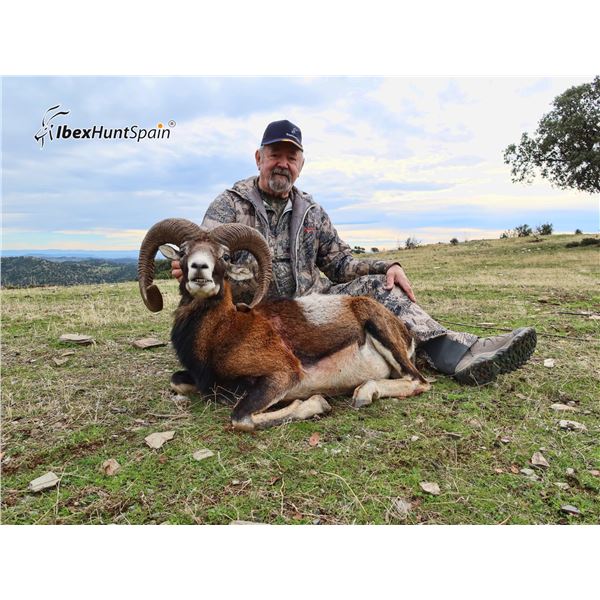 IBEXHUNTSPAIN: 4-Day Iberian Mouflon Hunt for One Hunter in Spain