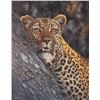 Image 1 : WILDLIFE ART BY ILSE: "Memories of Africa" - Limited Edition Framed Giclee Print