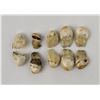 Image 4 : Grouping of Montana Elk Teeth