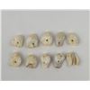 Image 3 : Grouping of Montana Elk Teeth