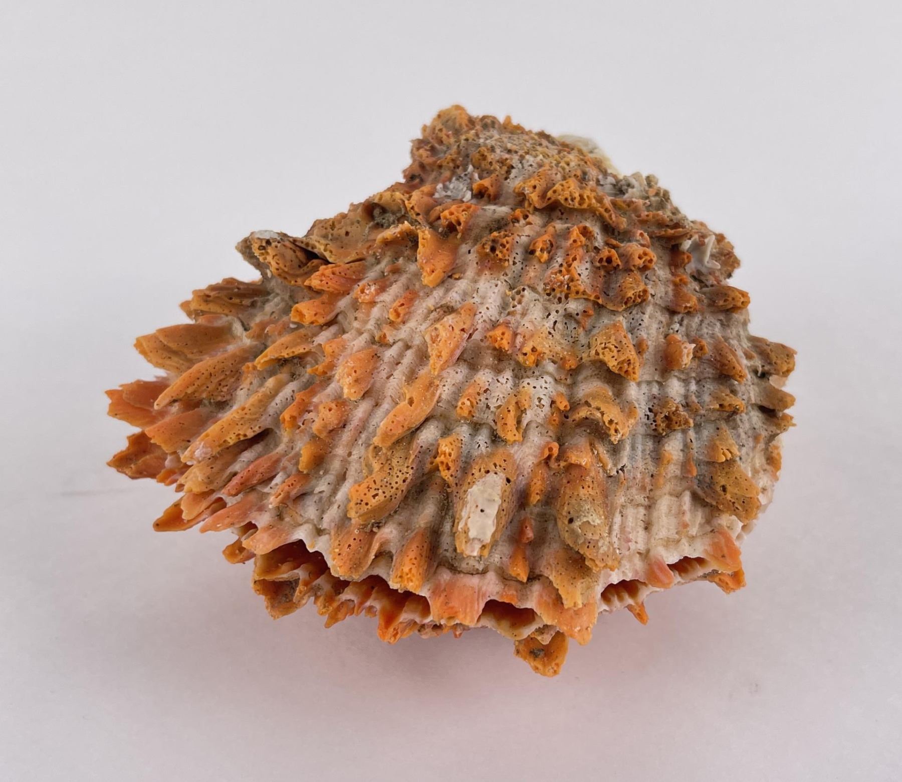 Spiny Oyster Sea Shell