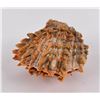 Image 1 : Spiny Oyster Sea Shell