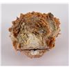 Image 3 : Spiny Oyster Sea Shell