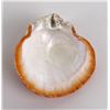 Image 2 : Polished Spiny Oyster Shell