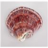 Image 1 : Polished Spiny Oyster Shell