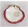 Image 2 : Polished Spiny Oyster Shell