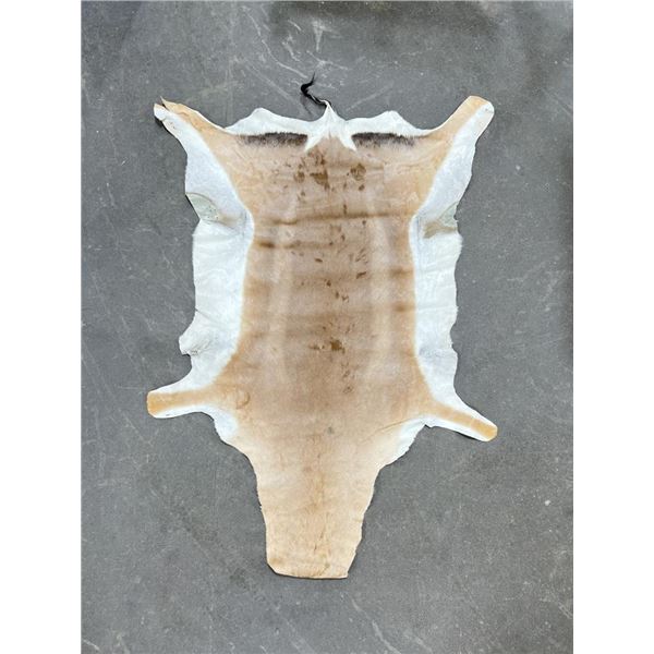 Impala Animal Rug African Impala Leather Rug Pelt