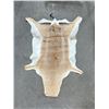 Image 1 : African Impala Leather Rug Pelt