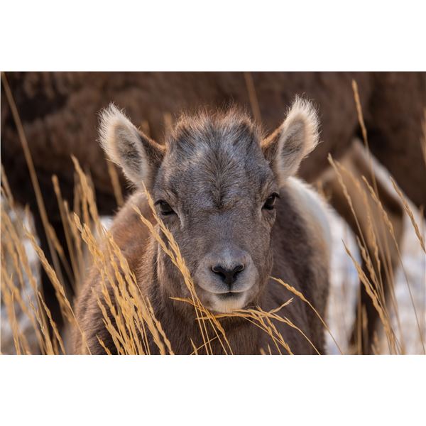 Framed Bighorn Lamb Photograph