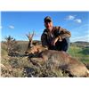 Image 2 : 4-DAY ROE DEER HUNT FOR 1 HUNTER IBERIAN HUNTERS- Luis Ruiz Del Olmo